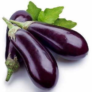 fresh brinjal