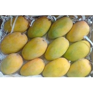 Fresh Kesar Mango