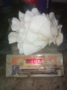 Fresh Oyester Mushroom