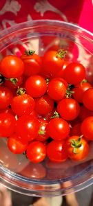 Cherry tomatoes hydroponically grown