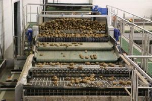 Potato Sorting Machine