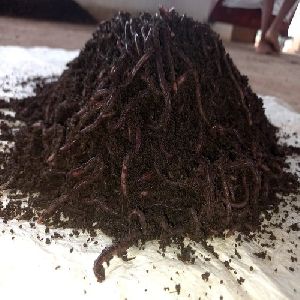 European Nightcrawlers Live Earthworms