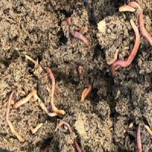 Organic Eudrilus Eugeniae Live Earthworms