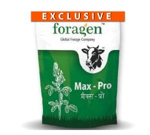 IAgriFarm&amp;reg; Alfalfa /Lucerne / kuthirai masal seeds Pack of 1kg