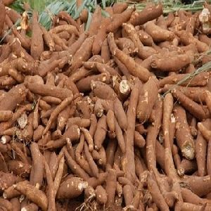 fresh cassava