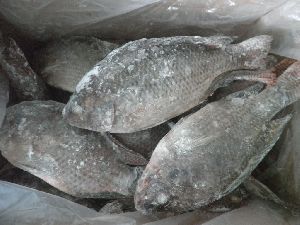 Good Quality Frozen Fish Whole Round Tilapia Fish For Wholesale