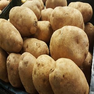 Large fresh Mozika/holland potato