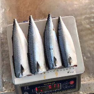 Salmon fish/Tuna/Pacific Mackerel/ Trout/ Bonito/ Tilapia/ Squid