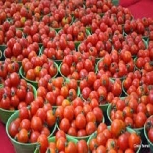 Unfaded juicy fresh tomatoes