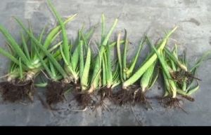 Aleovera Baby Plant