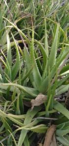 Aloe Vera Leaves