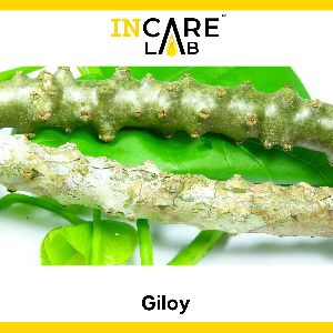 Raw Giloy (Tinospora cordifolia)