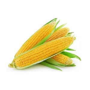 Fresh Sweet Corn