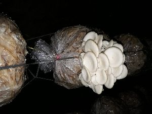 Oyster fresh mushroom