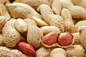 Java Peanuts with Shell