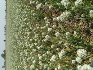 White Onion Seed Sell