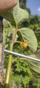 Kiwi Fruit Plant