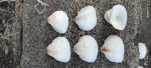 White clam