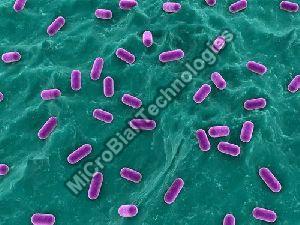 Lactobacillus Sporogens Bacillus Coagulans