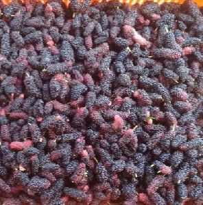 Frozen Mulberry