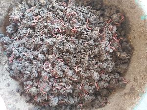 vermiculture (Eisenia Fetida Earthworms)