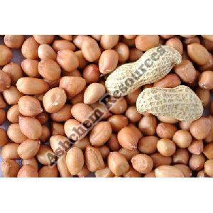 Groundnut Kernels