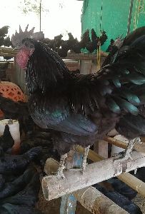 Fresh Kadaknath Chicken