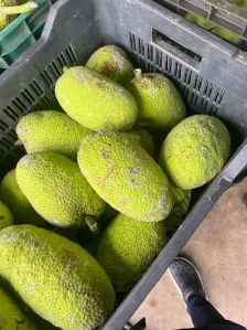 Jackfruit