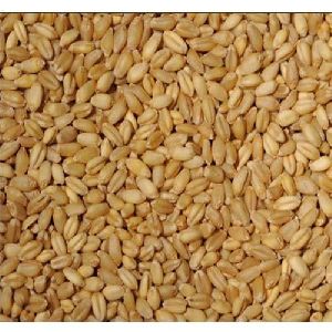B Grade Wheat