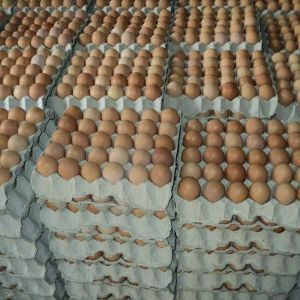 Common Chicken Egg, Packaging Type : Light Brown, White