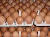 desi hatching eggs
