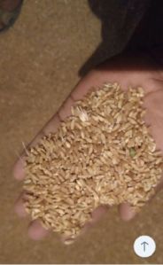 Wheat, Certification : FSSAI Certified