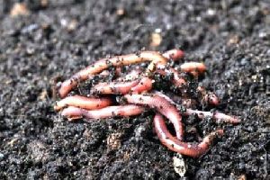 Red Live Earthworm
