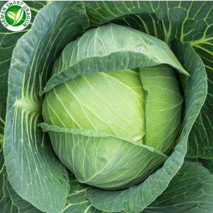 Fresh Cabbage