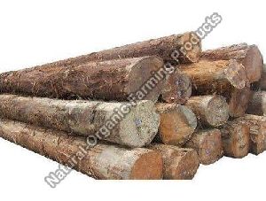 Big Teak Wood Logs