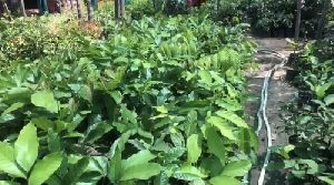 Rambutan Plant