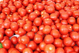 Common Fresh Tomatos, Packaging Type : Red for Cooking