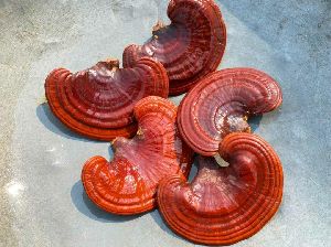 Ganoderma Reishi Mushroom