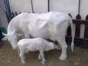 FRP Animals Statue