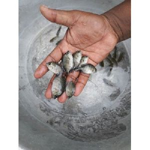 Pearl Spot Fish Seeds