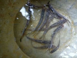 Sperata Aor Fish Seeds
