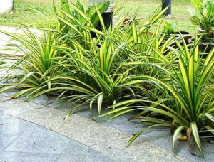 Pandanus Veitchii Plants