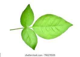 BAEL LEAF