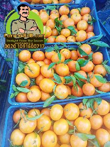 tangerine Mandarin