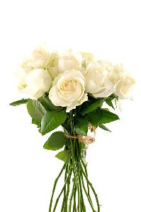 Fresh White Rose Flowers