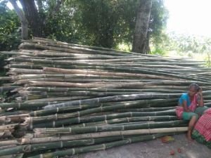 24 Feet Makhla Bomboo