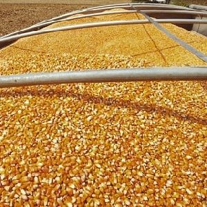 Best Grade Yellow Corn Available For Sale