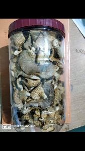 dry oyster mushroom
