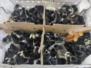 Kairali Chicks