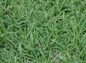 Bermuda Lawn Grass B Grade